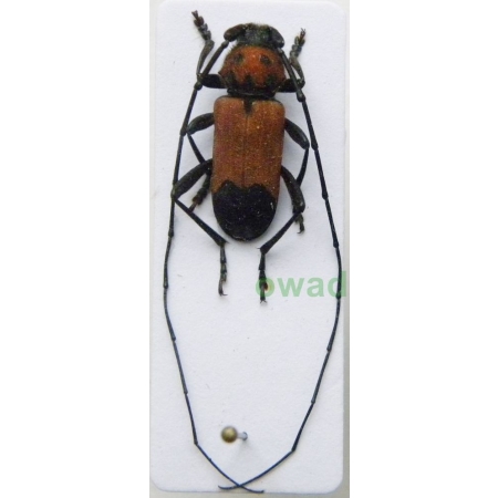 Purpuricenus desfontainii (Fabricius, 1793) male Purpurówka